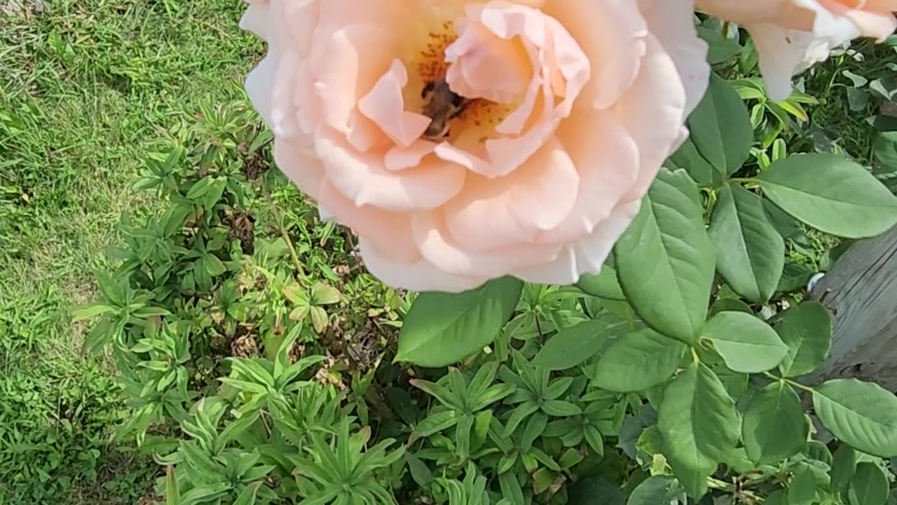 Climbing Roses: Pearly Gates