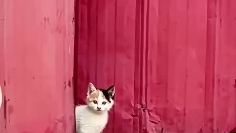 Mother cat protection ☠️ #cats #fnny cats #foryou #tranding