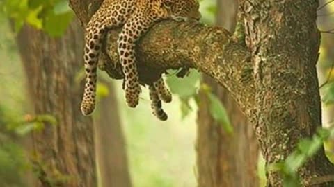 Royal Nap in the Treetop