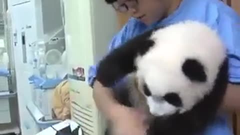 🤯✨ Discover Why Pandas Are The Most Docile Bears! | FeedMyCuriosity
