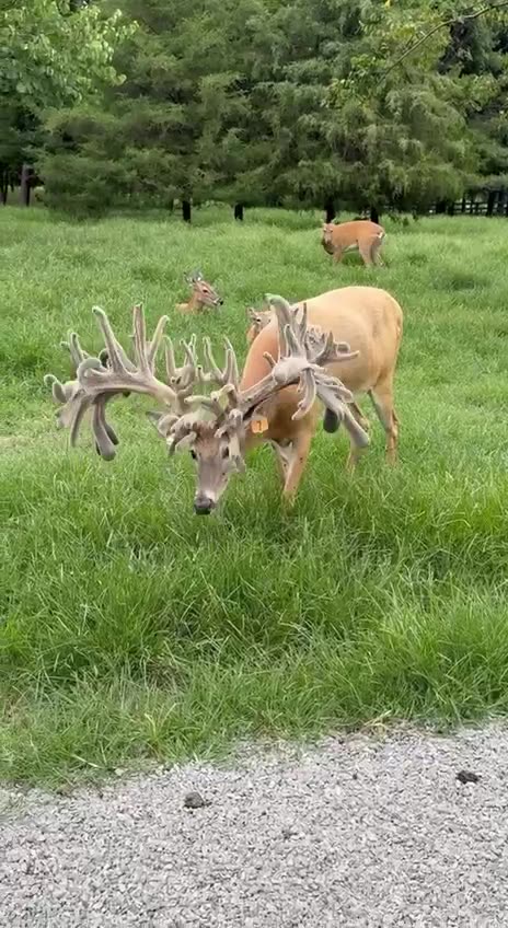 Heavy wears the crown