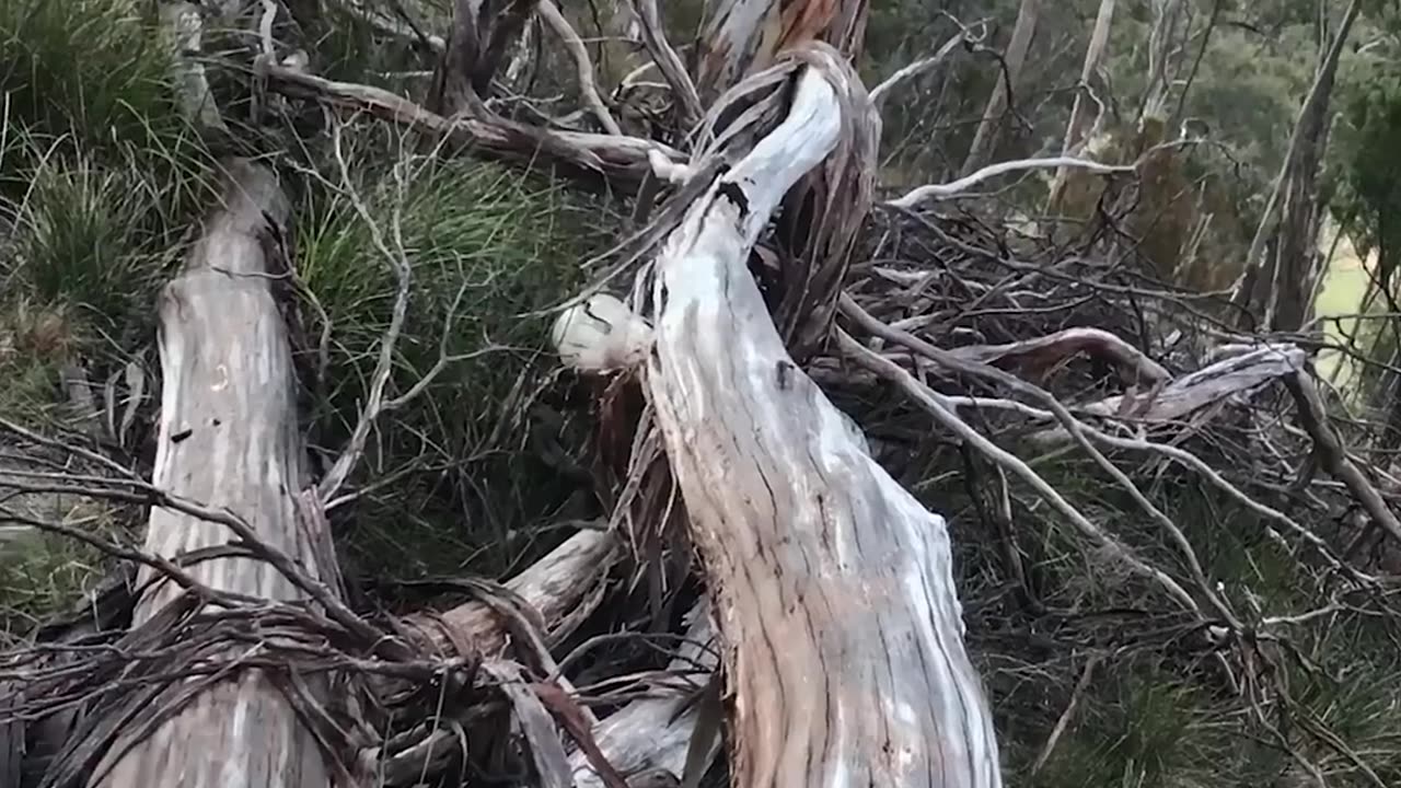 AI vs REAL part 2