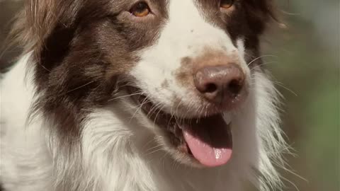 Panting dog