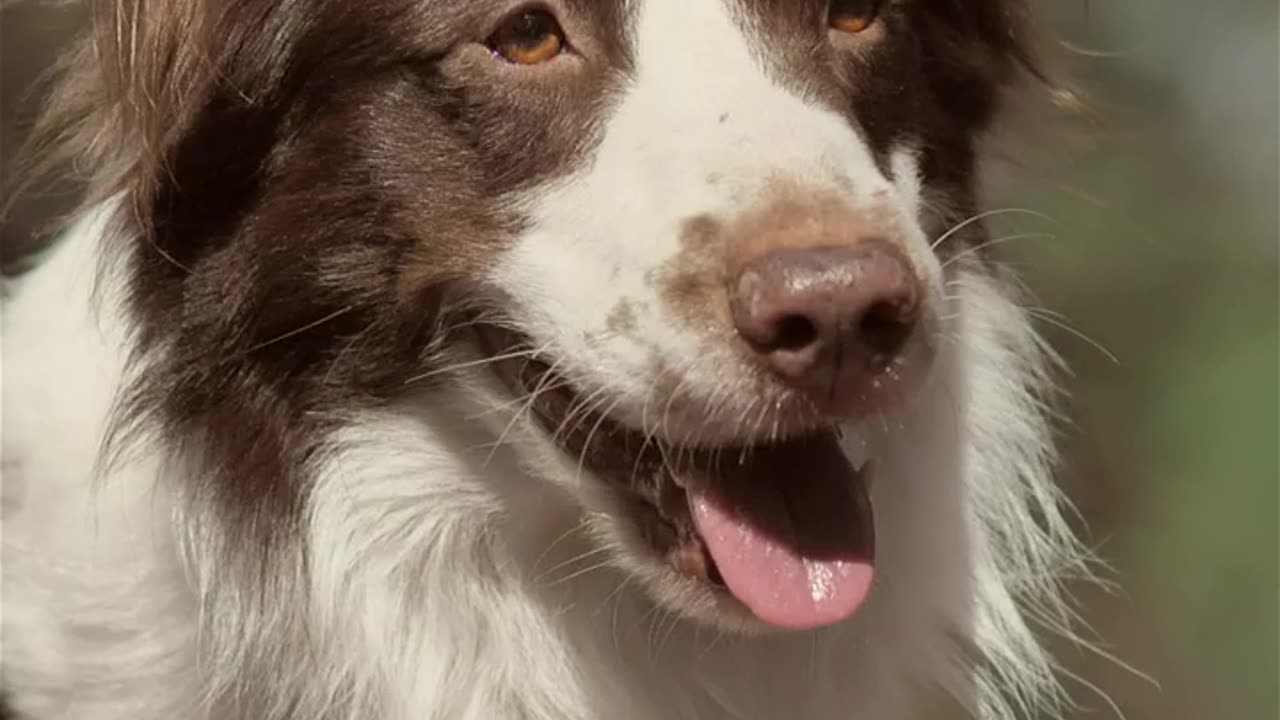 Panting dog