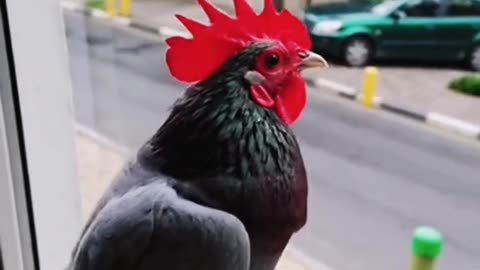Hybrid Horror: Pigeon With Rooster Head Caught on Cam! Think It Is… Shocking Mutation!