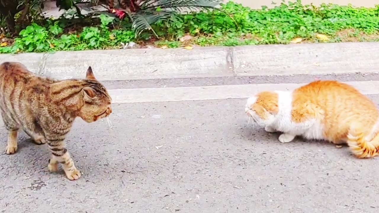 Maybe She fighting with girl cat.