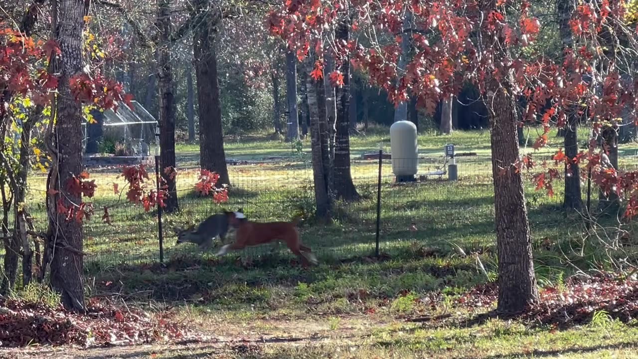 Dog Plays With Friendly Deer