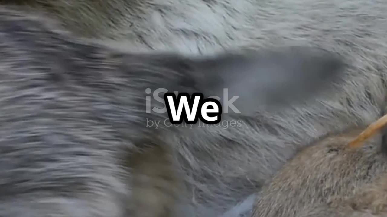 Dire Wolves Are Back! Thanks to Cloning | International News