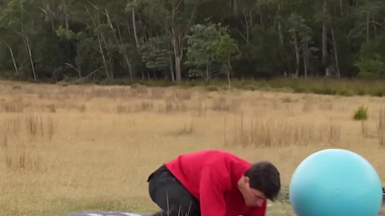 If animals did Parkour