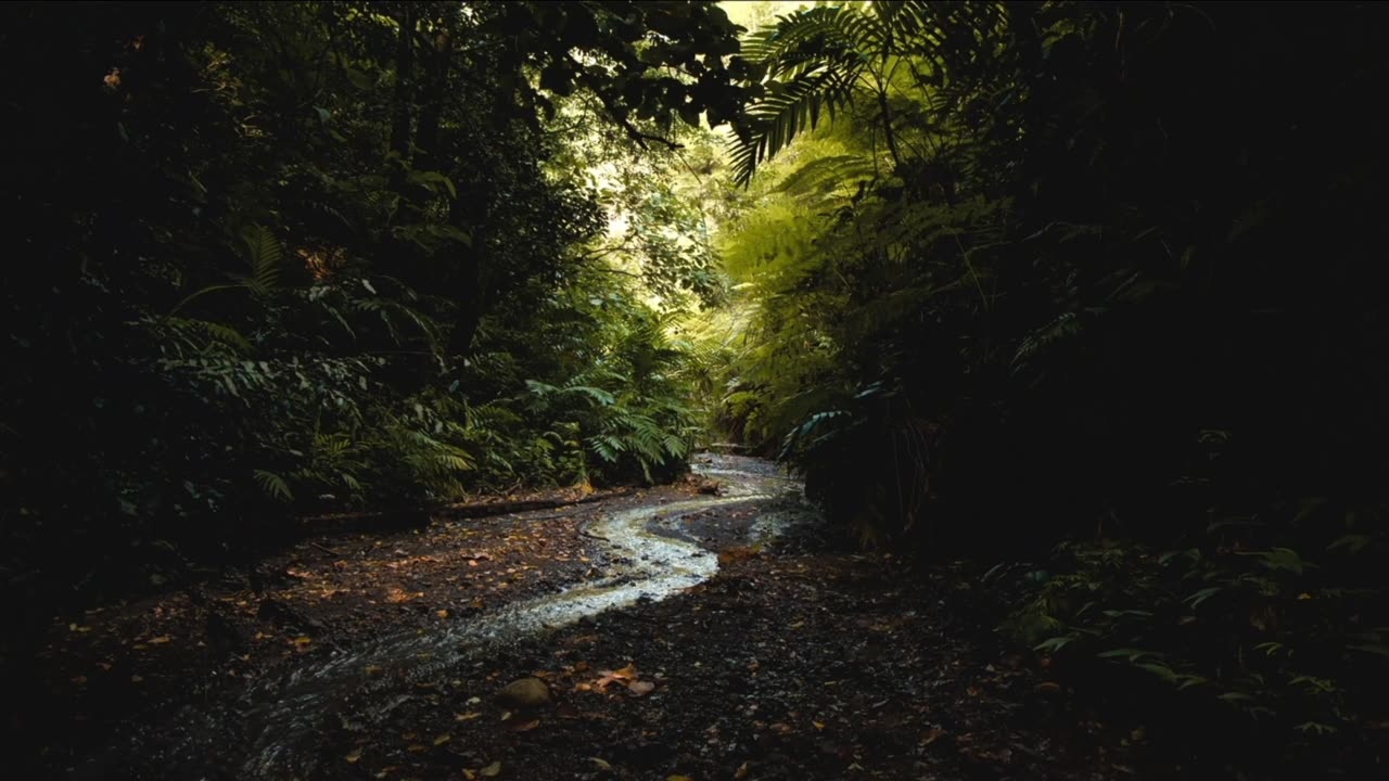 Jungle Sounds 🌿 | Relaxing Rainforest Ambience for Sleep, Focus & Meditation