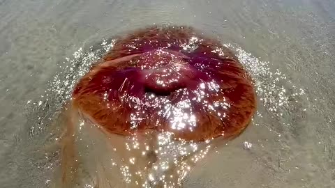 Ouch! I got stung by a dead jellyfish! #vancouverisland #shorts