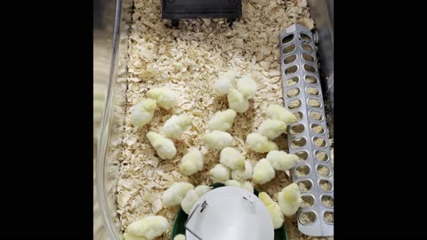 Day 1: Raising chickens for meat