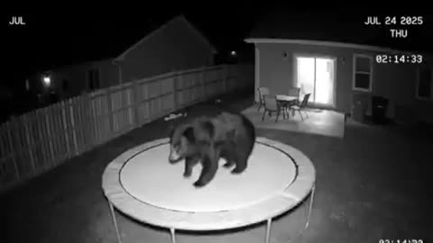 An inappropriate game for a bear