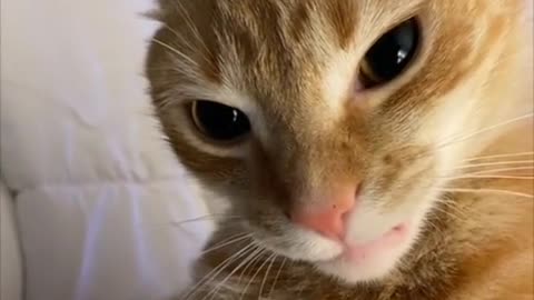 Cat Sees Cucumber for FIRST TIME - Instant Launch Mode!