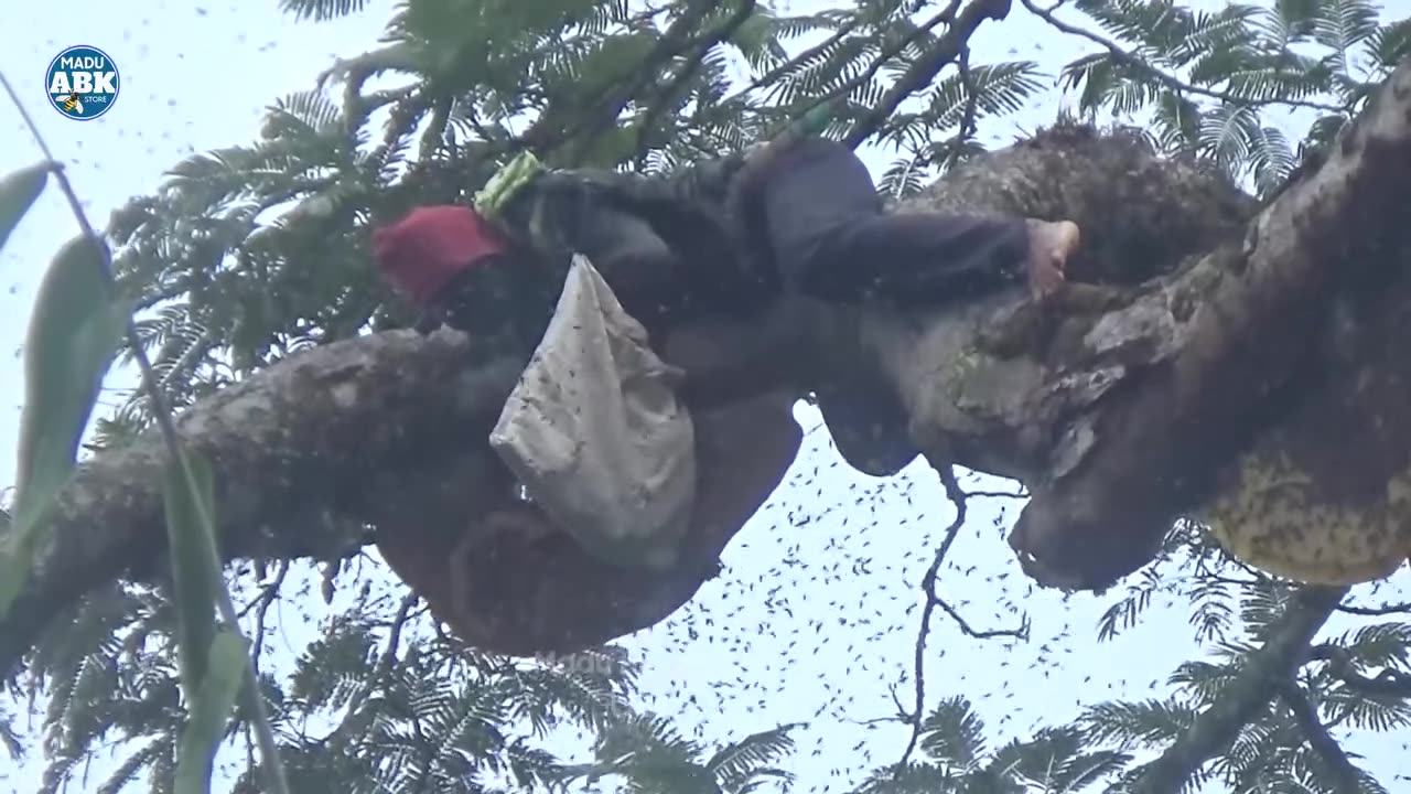 Bee keeping activities in the forest