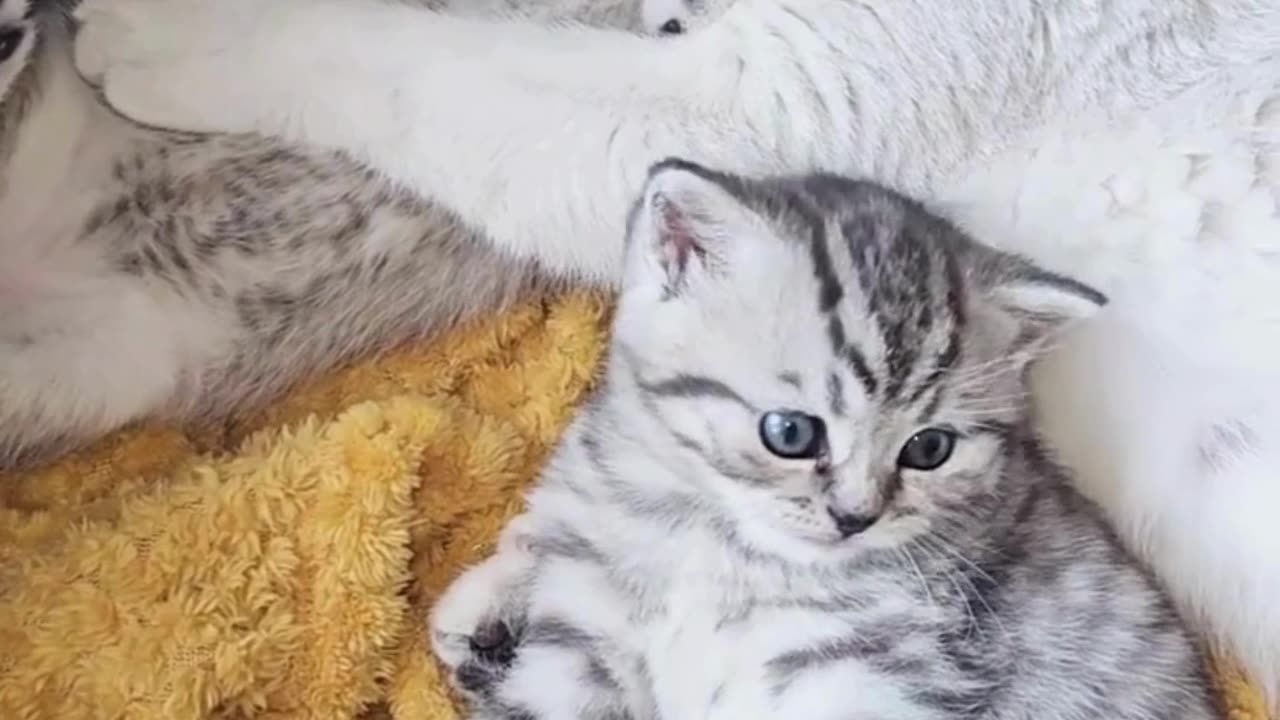 This Viral Video! 🐱✨FunnyCatMagic"CatGlowUp" funniest gets animated! 🎨"Cat Pics