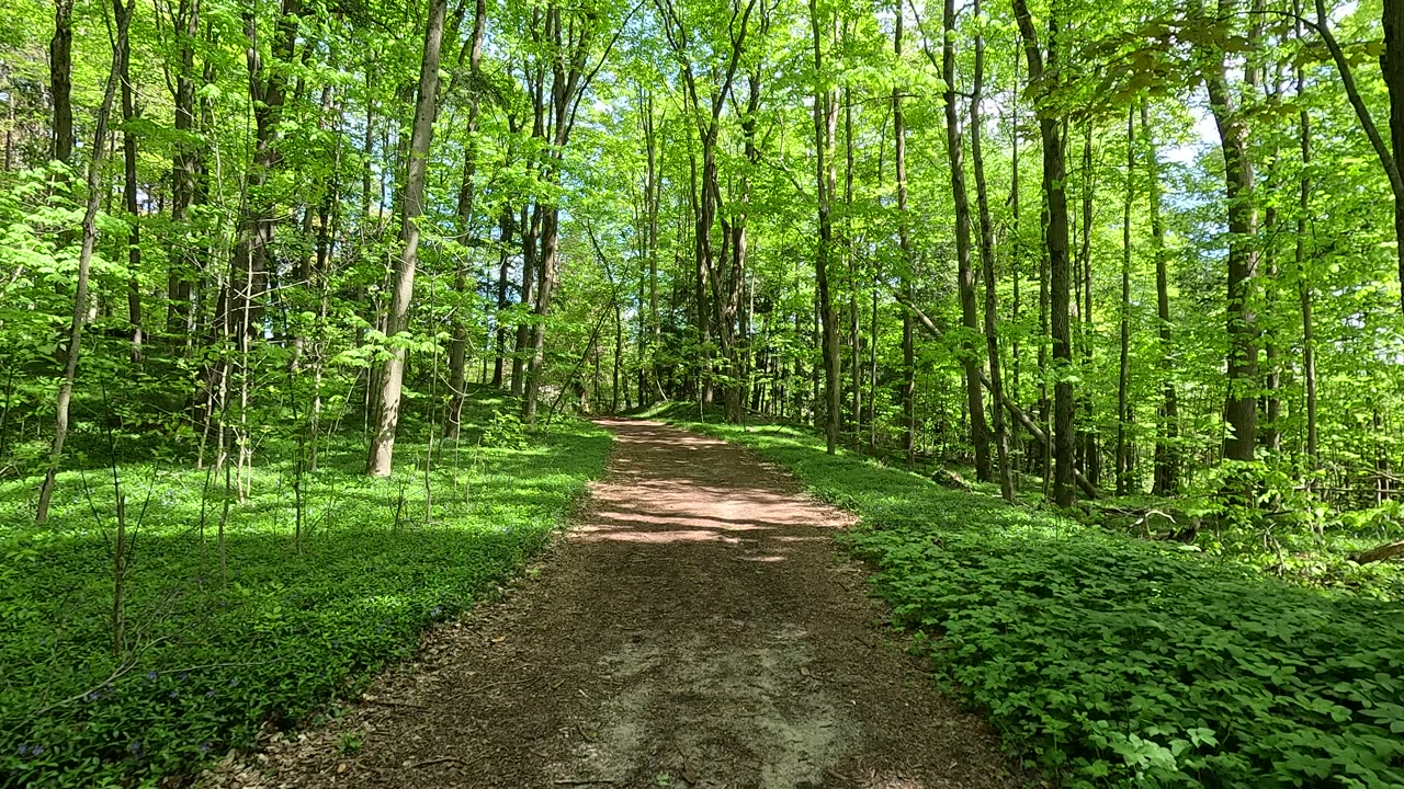 Very nice trail in an enchanted forest. UHD.