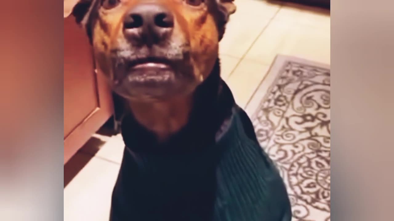 Best funny Animal video Must laugh