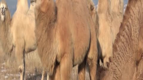 camel