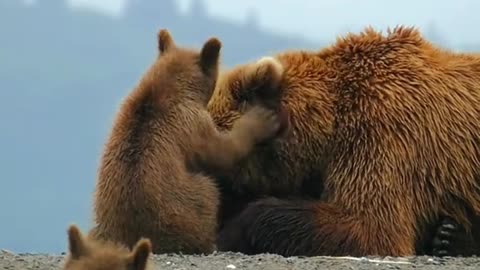 PATIENT MOMMA BEAR 🐻