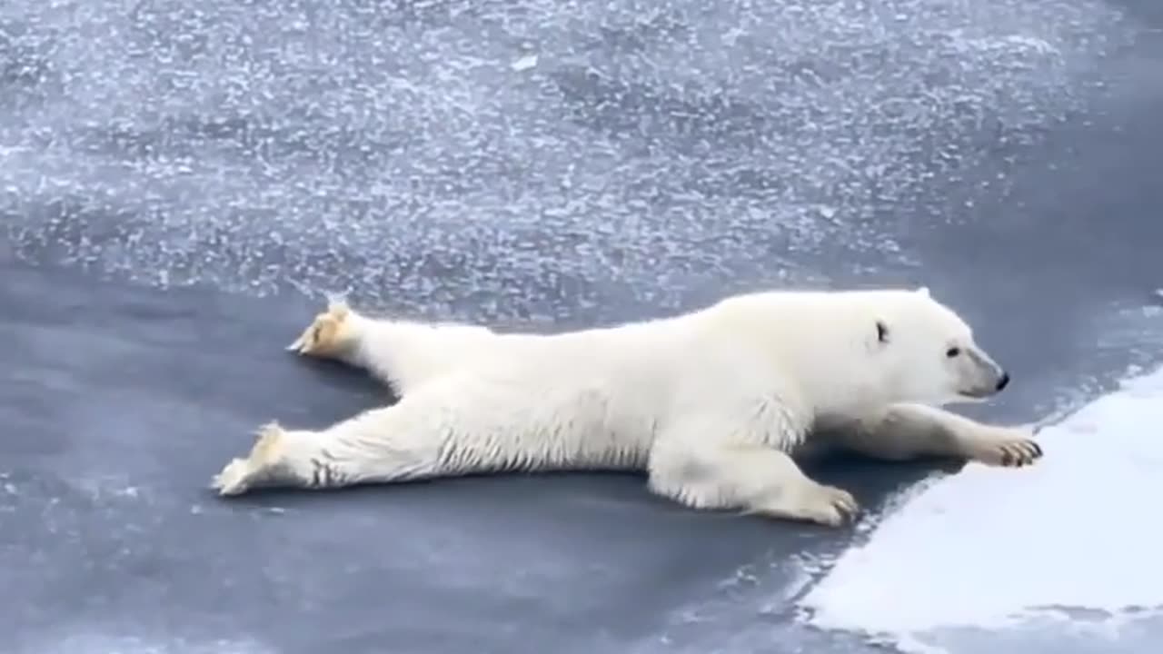 🐻✨ Polar Bear's Narrow Escape on Thin Ice! | FeedMyCuriosity