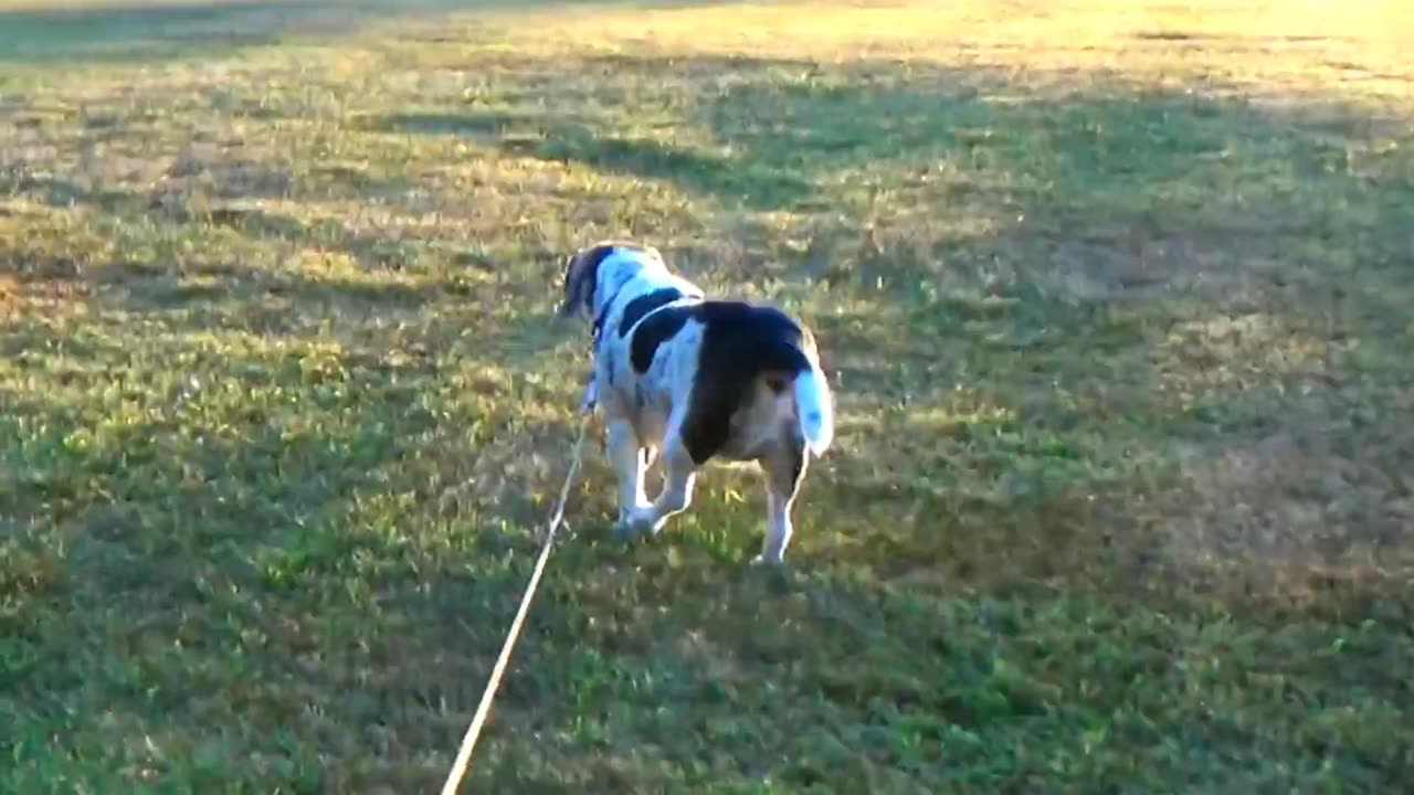 Bandit