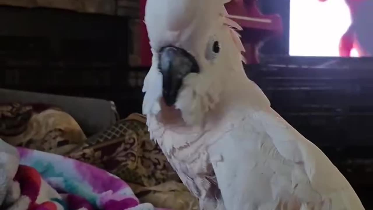 Parrot Dance Party😂😂