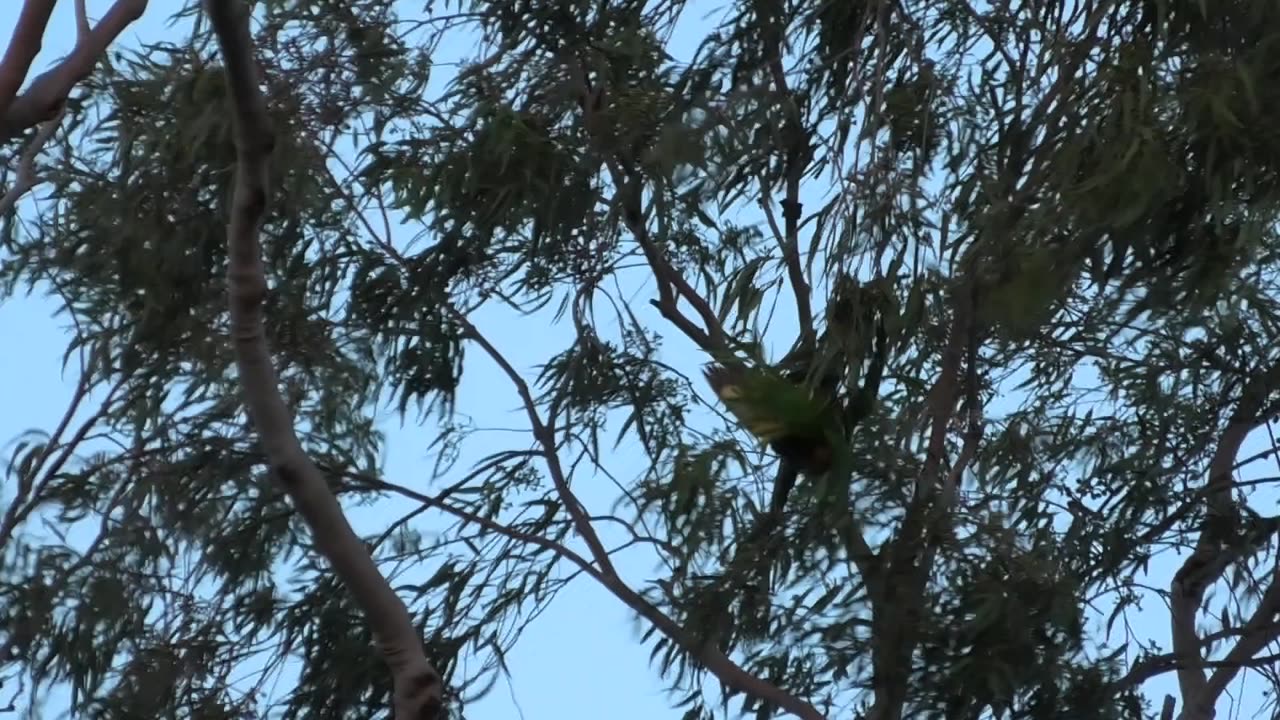 Fighting Lorikeets 4
