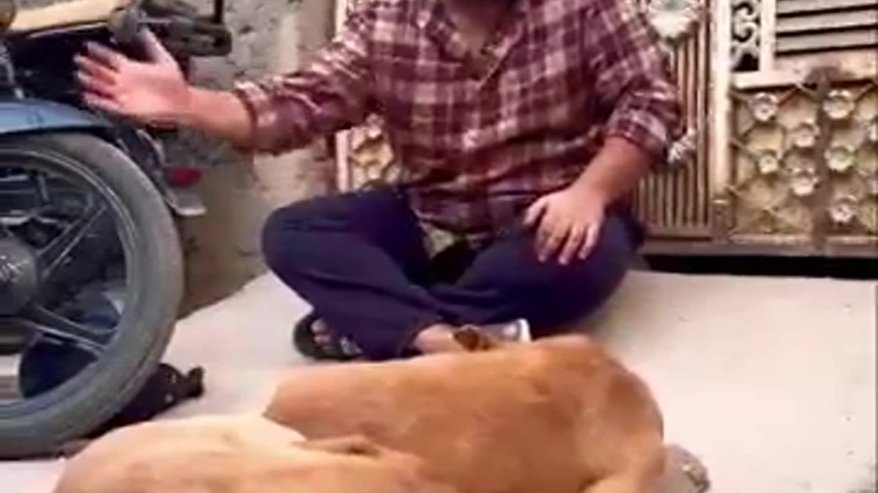 Ashish Comedyselling Colletion