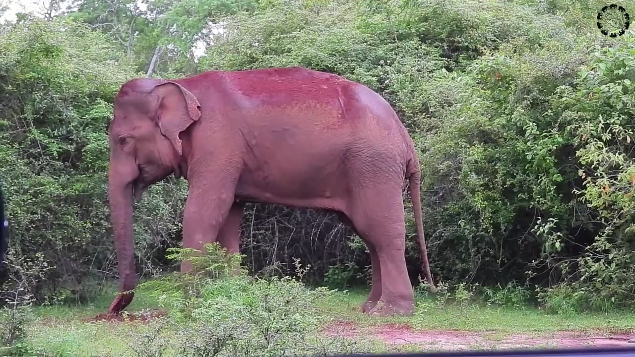 WILD LIFE