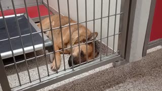 Jyri-charcoal black-unsure 2y A873212 Gatsby-dark black 5y A876756 kennel 104 PACC shelter202582471