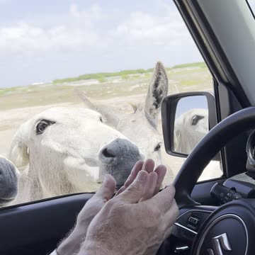 W.ild Donkeys in our space south Bonaire Dutch Antilles
