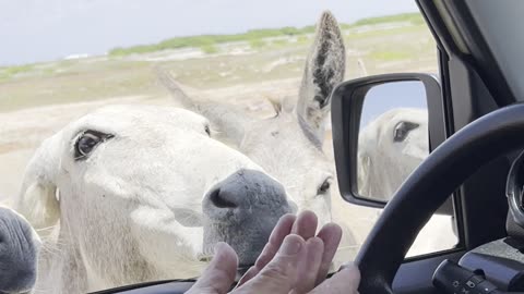 Donkeys in our space south Bonaire Dutch Antilles