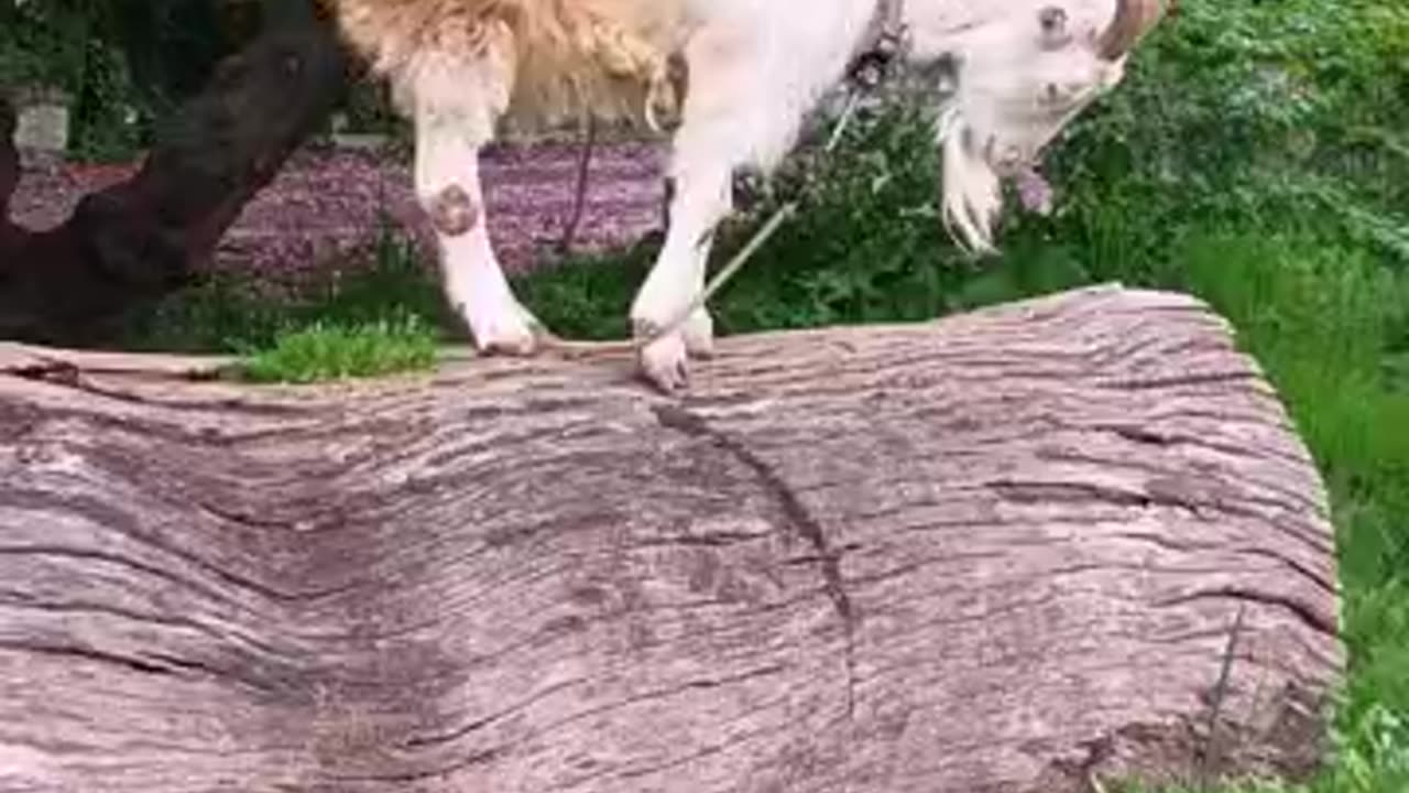 市役所の帰りに山羊さんに会いました