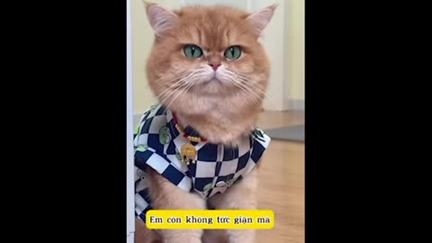 The Angry Cat Collection Episode 1