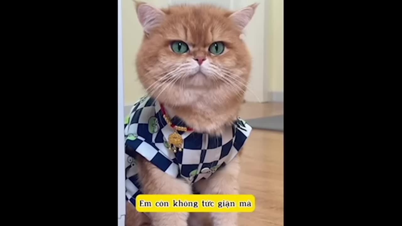 The Angry Cat Collection Episode 1