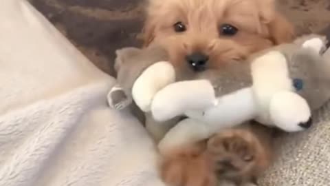 🎉 My Dogs with Friends – Funny Dog Moments That Will Make You Laugh Out Loud! 🐶😂