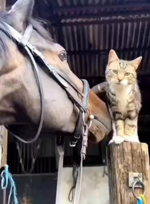 Tylko miłość ❤️