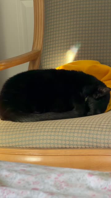 Cute Precious Piper Guards My Coat on Her Throne - My Adopted Shelter Cat Vlog. #shorts