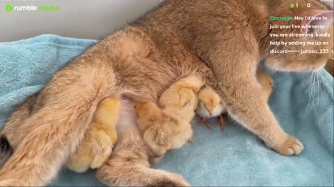 pets in action