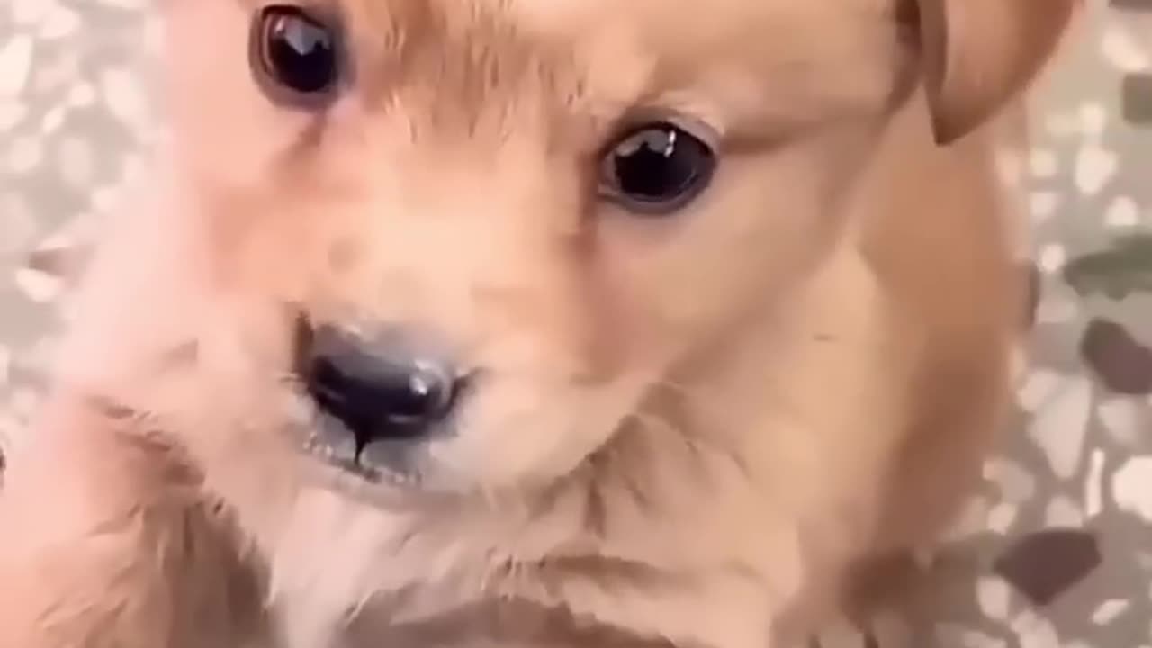 The puppy crying Baby dog.