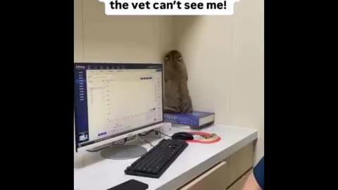 Purr-sonal Best: Laugh-Inducing Cat Compilation!