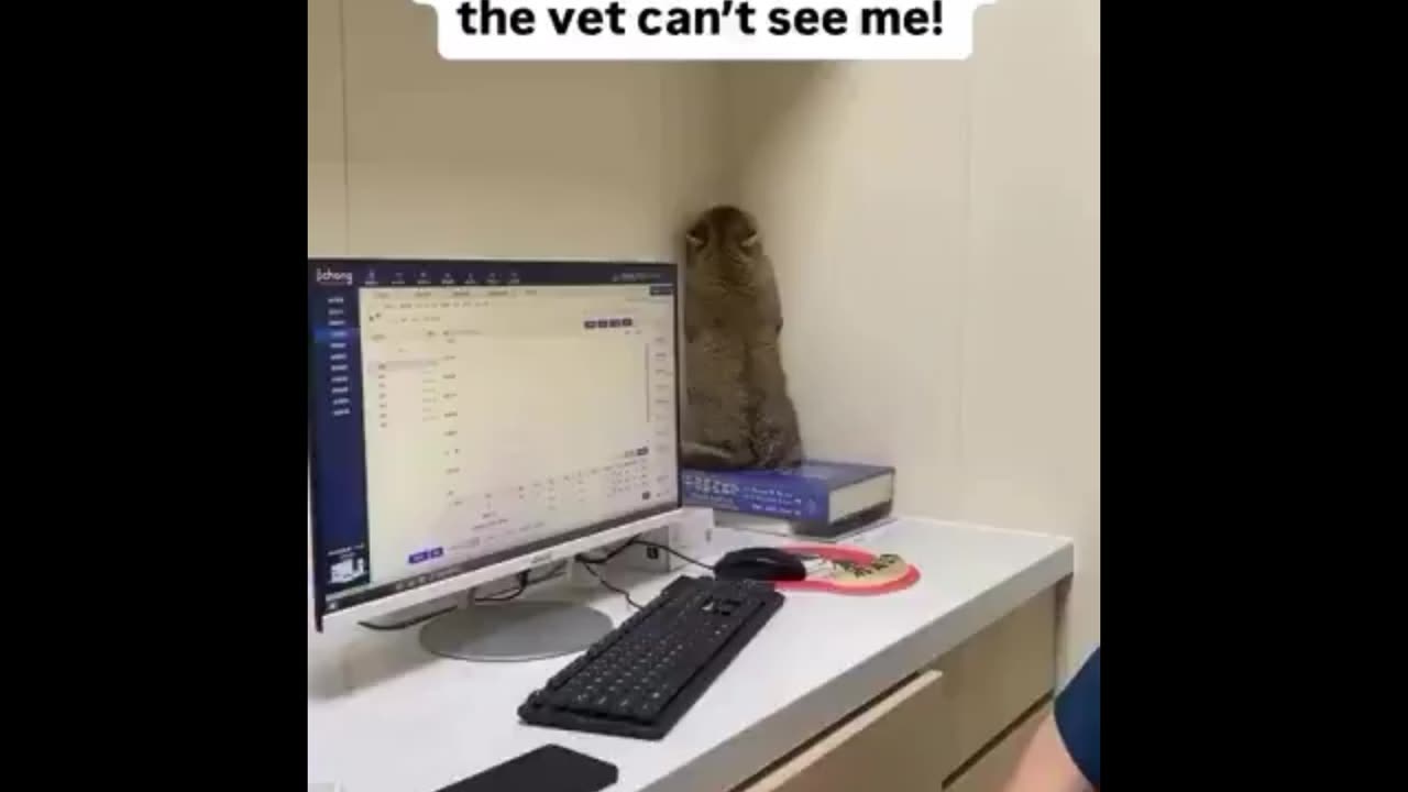 Purr-sonal Best: Laugh-Inducing Cat Compilation!