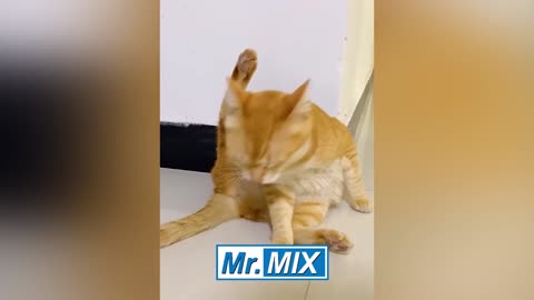 Funny Animals Videos Cats & Dogs