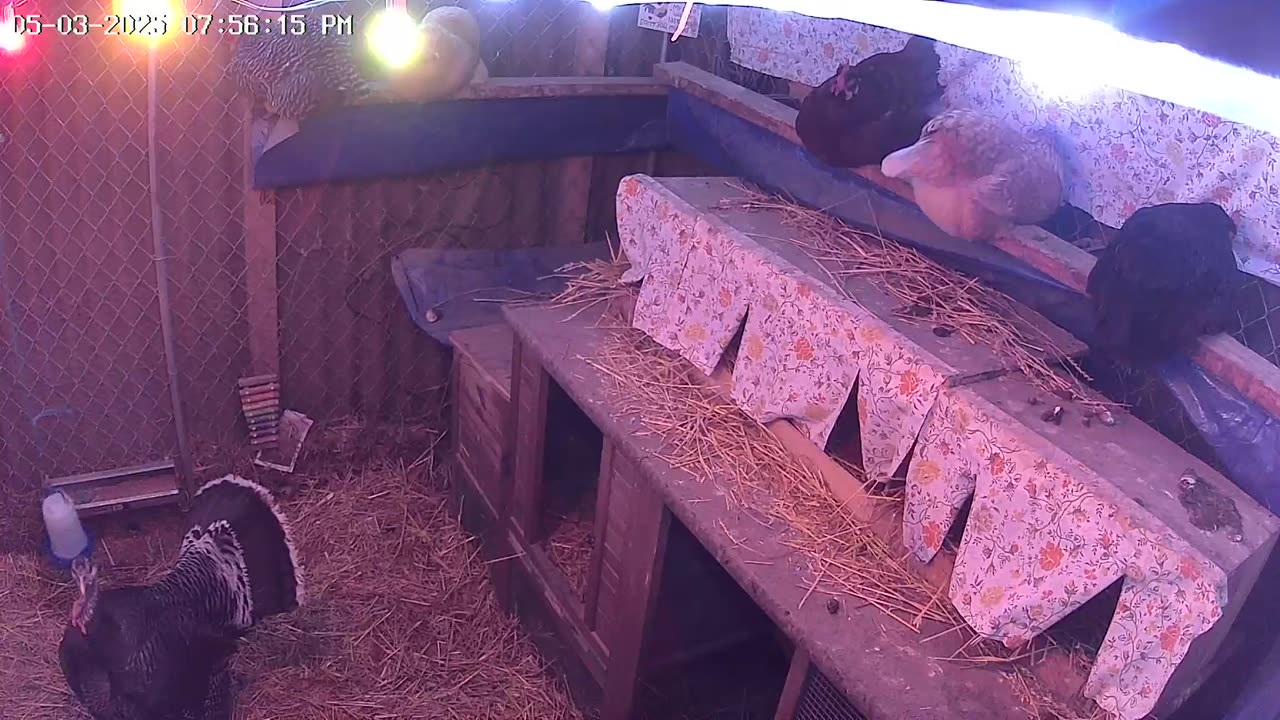 Saturday Night Perch Up Cam2