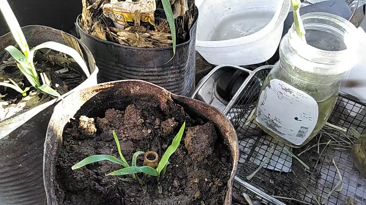 Coffee with the Bees, Part 4