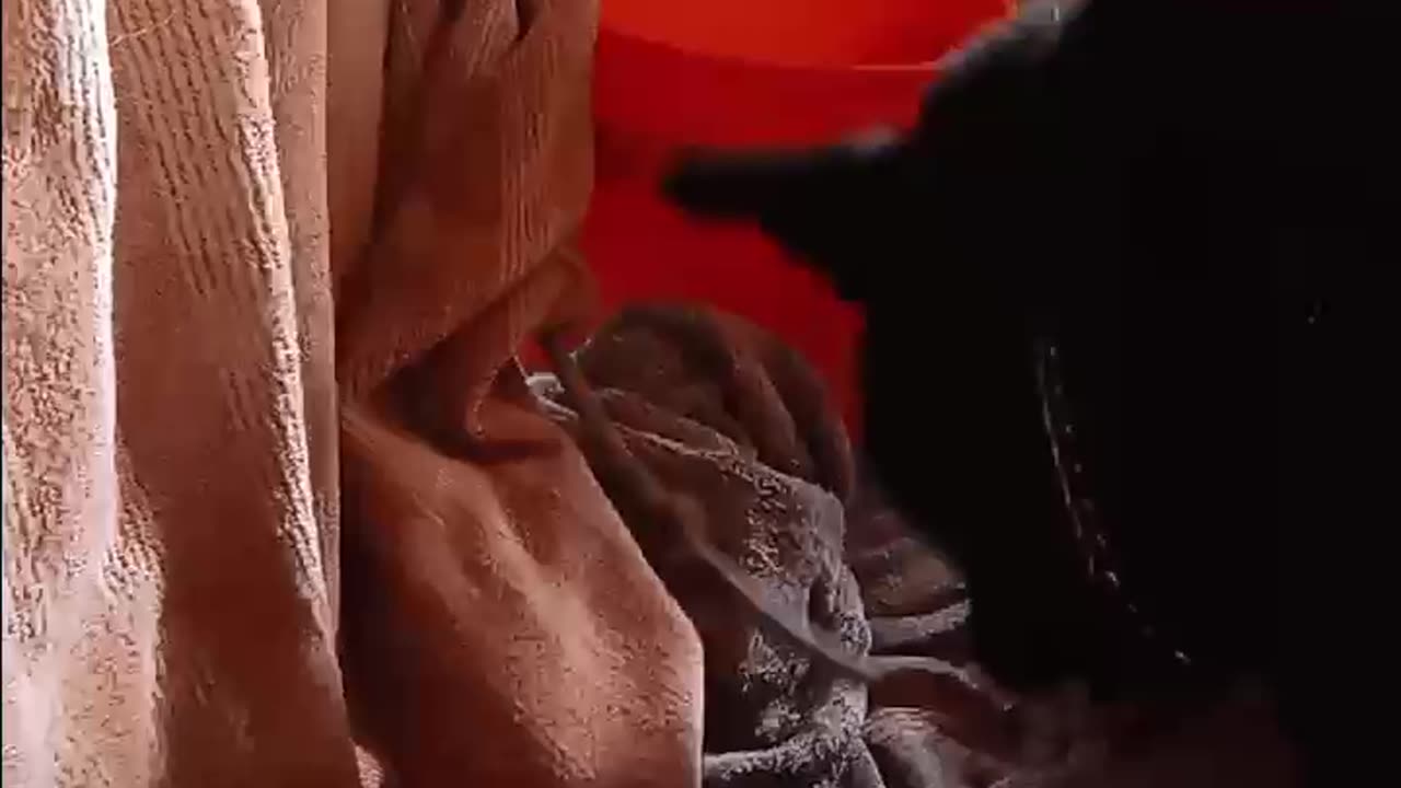 Rainy Day Dog Atteck