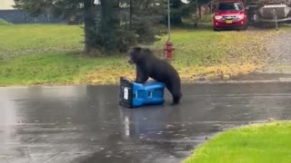 😂🐻 Watch This Bear's Hilarious CPR Fail on Trash Can! | FunFM