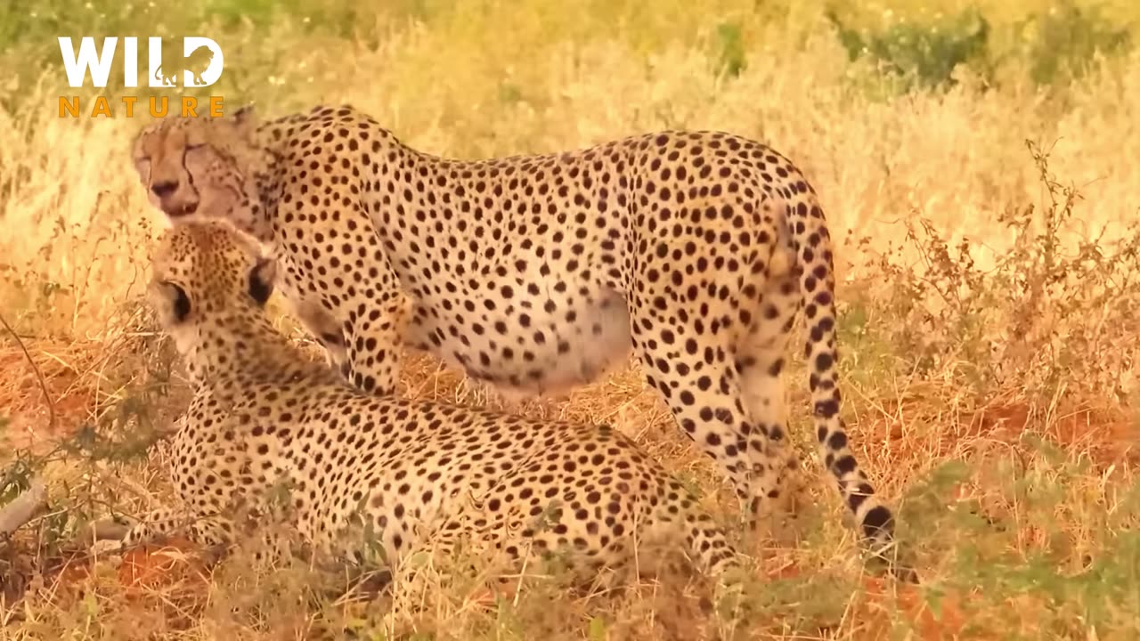 Wildlife to Enjoy