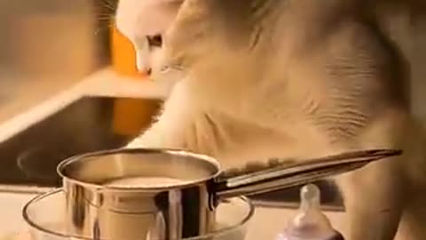 Super Cat rescue baby